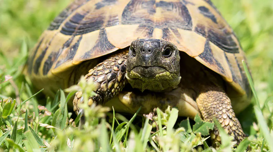 92_1040_petair-tiertransport-reptilien-landschildkroete